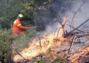 Incendi boschivi (Photo courtesy ww3.corpoforestale.it)