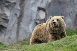 Orso bruno (Photo courtesy ecologiae.com)