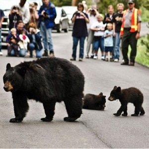 Gli orsi per le strade del parco di Yellowstone (Photo courtesy of www.flickr.com/photos/chickadeetrails)