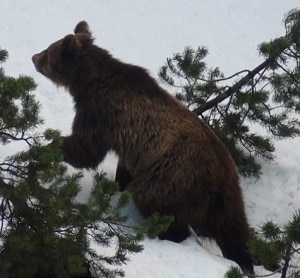 L'orso M13 avvistato in Engadina (Photo Keystone/Riatsch)