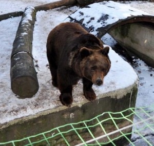 L'orso dello zoo di Poppi (Photo courtesy of www.lanazione.it)