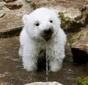 Cucciolo di orso dal manto bianco (Photo courtesy of blog.joinsmsn.com)