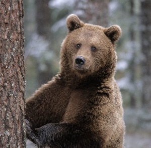 Orso bruno (Photo courtesy of arnis-best.mylivepage.ru/)