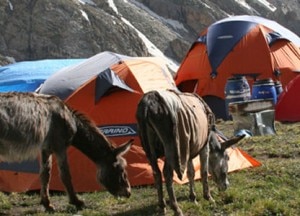 Asini al campo base (Photo S. Mondinelli)