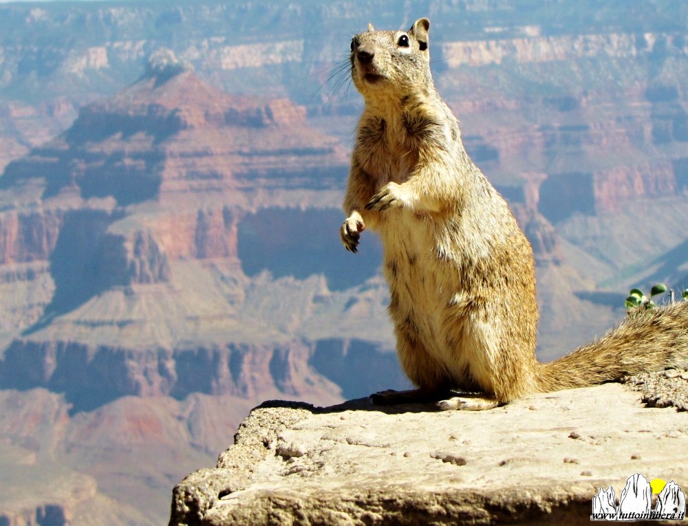 Grand Canyon, meraviglia del mondo 