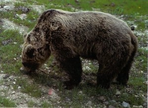 Orso (photo courtesy discoveryalps.it)