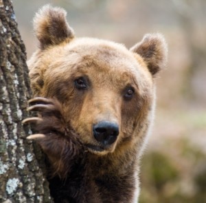 Orso Marsicano (Photo courtesy of www.storieabruzzesi.it)