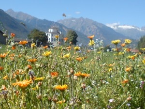 Prati fioriti (Photo comune.aosta.it)