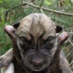 Uno dei cuccioli di lupo messicano nati pochi giorni fa (Photo courtesy of Wolf Conservation Center)