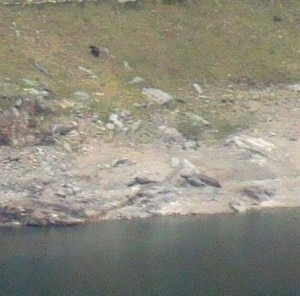 L'orso che esce dal lago (Photo courtesy of s.tiraboschi K0/l'Eco di Bergamo.it)