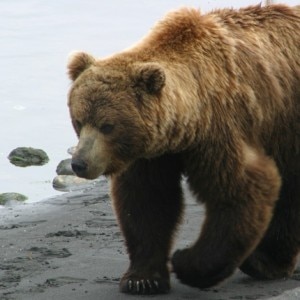 Orso bruno (Photo courtesy of C Ivan Seryodkin/true-wildlife.blogspot.it)