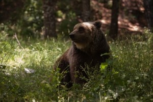 Orso marsicano (Photo courtesy setterfoto.com)