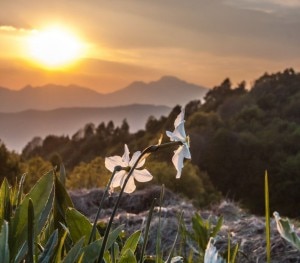 Tramonto tra i Narcisi (Marco Caccia) 