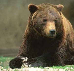 Orso Marsicano (Photo courtesy of www.riservadelladuchessa.it)