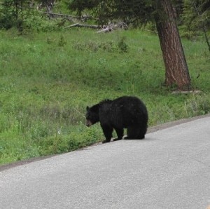 Orso bruno sul ciglio della strada (Photo courtesy of www.americaontheroad.it)