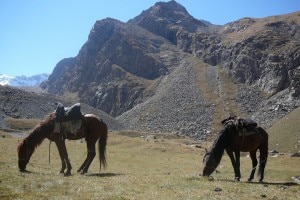 Cavallo trekking