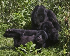 Gorilla di montagna (Photo Aude Genet courtesy of afp.com)