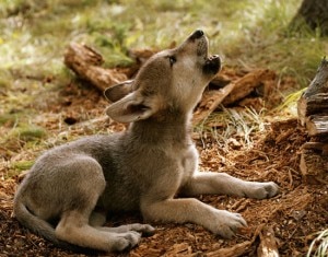 Cucciolo di lupo (Photo courtesy of www.livingwithwolves.org)