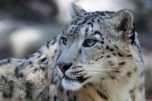 Snow leopard (photo courtesy it.northrup.org)