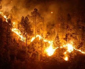 Incendi boschivi (Photo courtesy agenziaimpress.it)