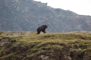 L'orso avvistato dal rifugio Quinto Alpini (Photo courtesy of www.rifugioquintoalpini.it)