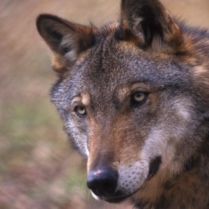 Lupo appenninico (Photo courtesy of www.parcoabruzzo.it)