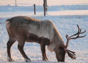 Una renna cerca del cibo tra la neve (Photo courtesy of deer-pictures.com)