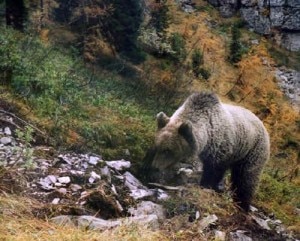 Orso Bruno nel Parco Adamello Brenta (Photo courtesy of www.parcoadamellobrenta.tn.it)