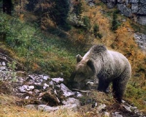 Orso Bruno nel Parco Adamello Brenta (Photo courtesy of www.parcoadamellobrenta.tn.it)