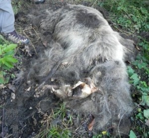 La carcassa di orso rinvenuta la scorsa settimana (Photo Valter Calvetti courtesy of Archivio Servizio Foreste e Fauna P.A.T./www.orso.provincia.tn.it)