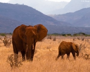 Elefanti Kenya (Photo courtesy ldfoto.it)