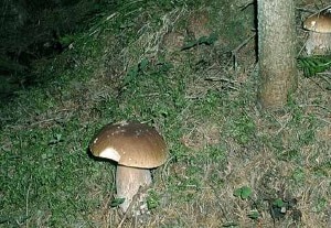 Porcini (Photo courtesy apricaonline.com)