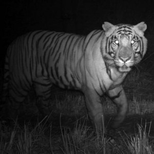 Tigre fotografata di notte nel Chitwan (Photo courtesy msnbc.com)