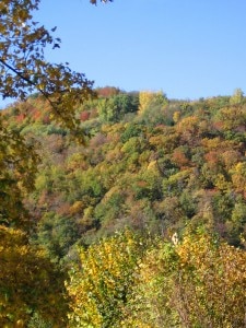 Bosco (Photo scuolacavasso.it)