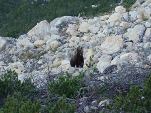 Il destinatario dei bocconi avvelenati potrebbe essere l'orso M13 che si trova in Valposchiavo da settimane (Photo courtesy of red/La Provincia di Sondrio)