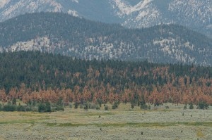 Foreste ammalate in Colorado (Photo courtesy botanicalgarden.ubc.ca)