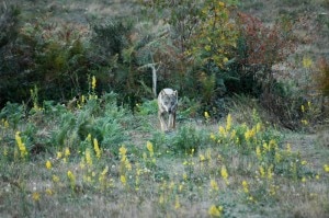 L'animale avvistato sulla Via Emilia potrebbe essere un lupo (Photo Leonardo Lazzeri courtesy of www.parks.it)
