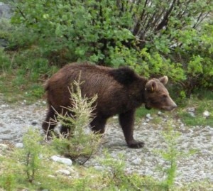 Orso M13 a passeggio per i boschi svizzeri (Photo Enzo Nogara)