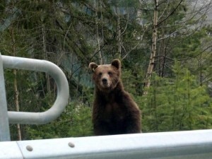 L'Orso M13 si avvicina troppo agli uomini e per questo potrebbe essere abbattuto (Photo courtesy of www.facebook.com)