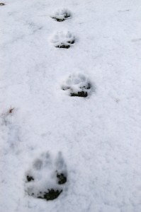 Impronte di lupo nella neve (Photo courtesy of howlingduckranch.wordpress.com)