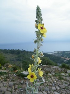 Alpi Mistiche flora a Pompeiana