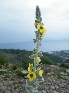 Alpi Mistiche flora a Pompeiana Alpi Mistiche flora a Pompeiana