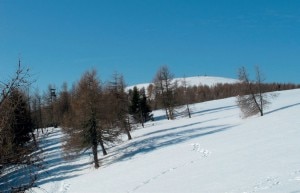 Dosso di Costalta (Photo courtesy L. Navarini)