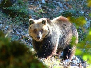 Orso marsicano (Photo courtesy of www.self-catering-abruzzo.com)