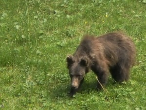 M11, noto come l'orso del Monte Baldo (Photo courtesy of www.larena.it)