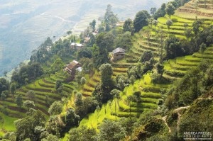 Helambu e Langtang: 12 giorni sui sentieri dell'Himalaya (Photo Andrea Pregel) 