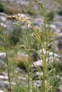 Myricaria_germanica (Photo courtesy provincia.bz.it)