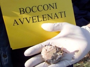 Bocconi-avvelenati-esche (Photo courtesy notiziediprato.it)