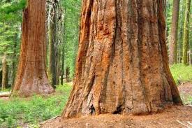 Le grandi sequoie dello Yosemite national Park Le grandi sequoie dello Yosemite national Park