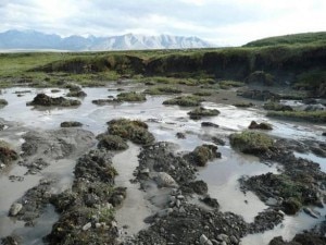 Lo scioglimento del permafrost nell'Artico (fonte Rose Cory)